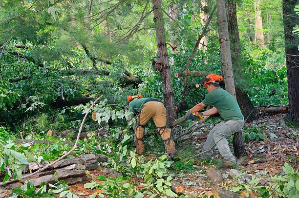 Best Tree and Shrub Care  in USA